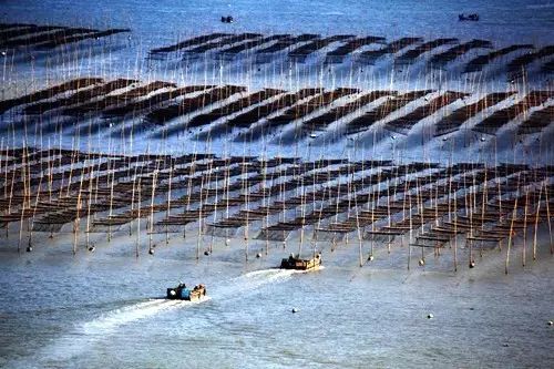 海苔种植